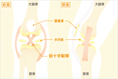 前十字靭帯解剖図