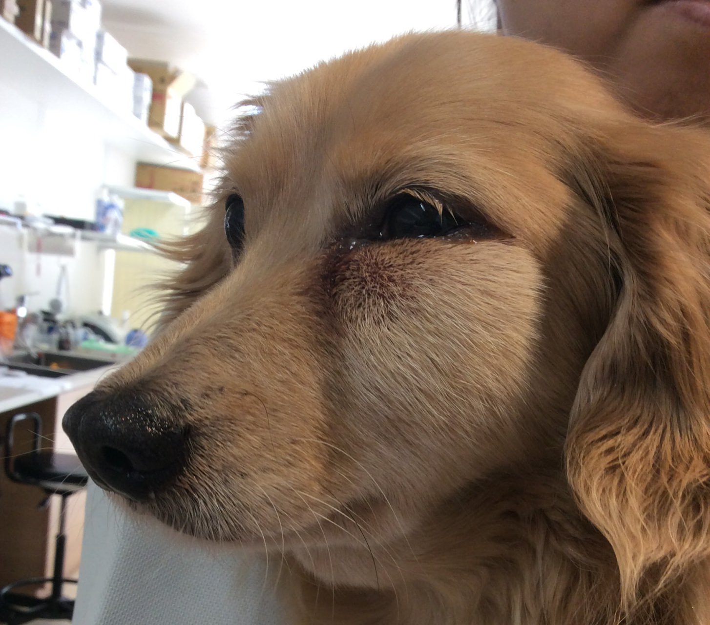 犬 の 目の下 が 腫れ てる