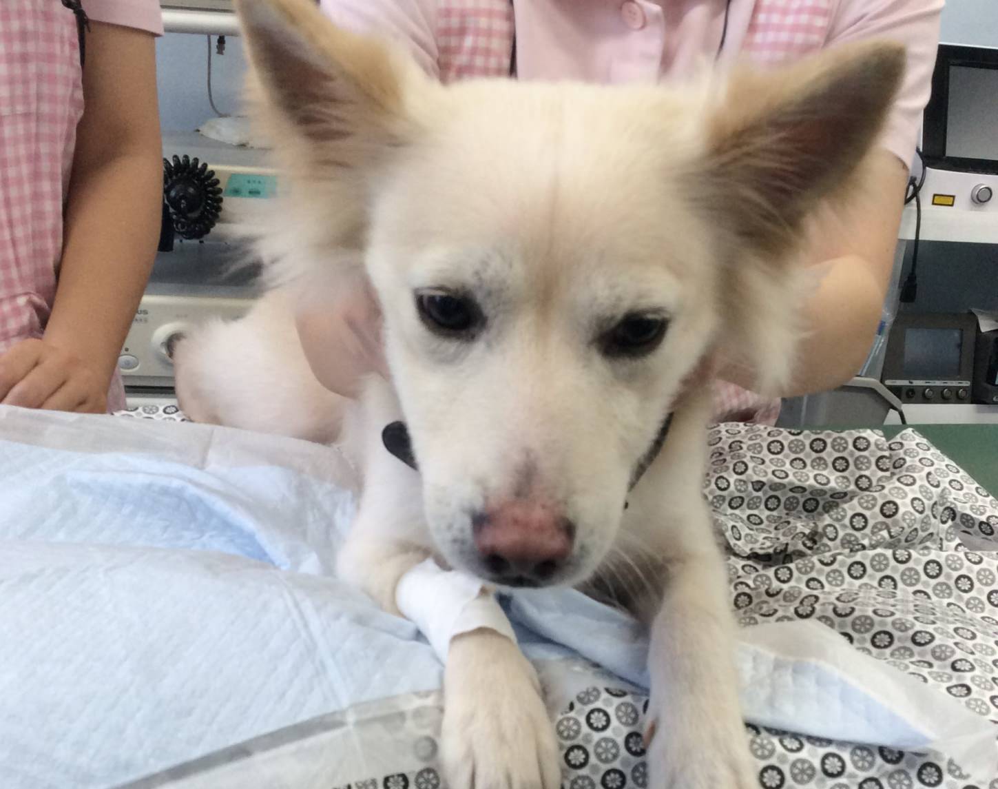 結石が尿道につまってしまった健太君 福岡県須恵町の動物病院 リヴ動物病院 犬猫専門