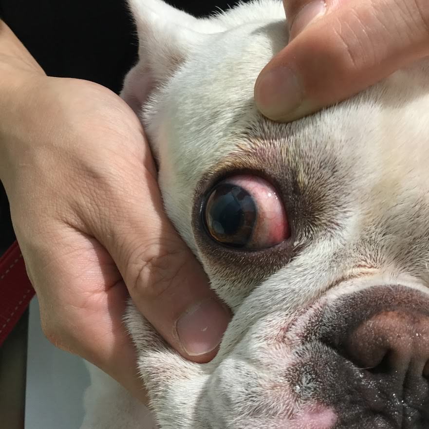 両目が赤くなって 目やにが出たビビちゃん 福岡県須恵町の動物病院 リヴ動物病院 犬猫専門