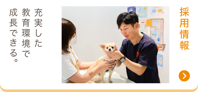 採用情報