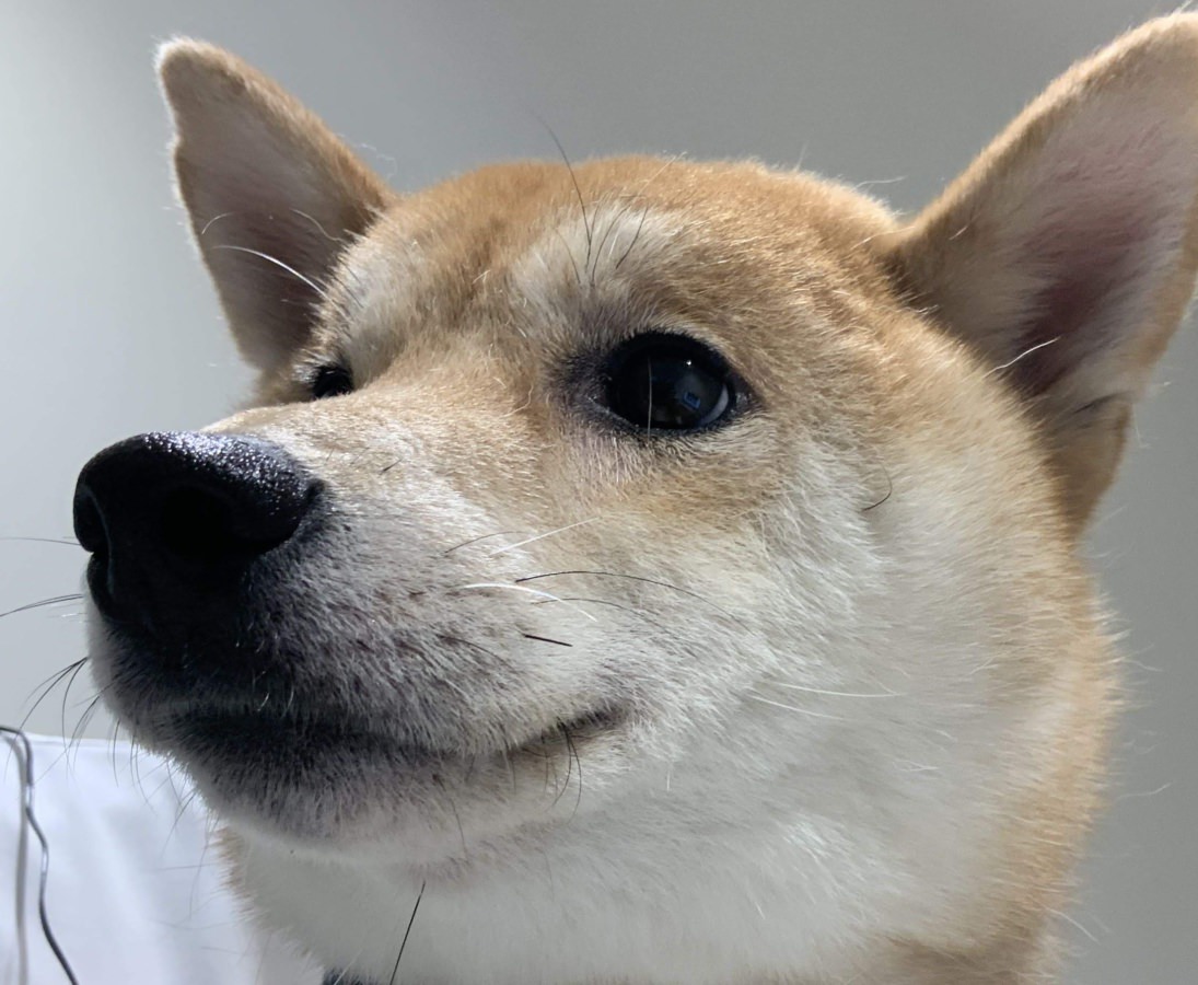 トリミング後、皮膚がかゆくなった豆すけちゃん | ブログ・お知らせ | 福岡県須恵町の動物病院｜リヴ動物病院（犬猫専門）